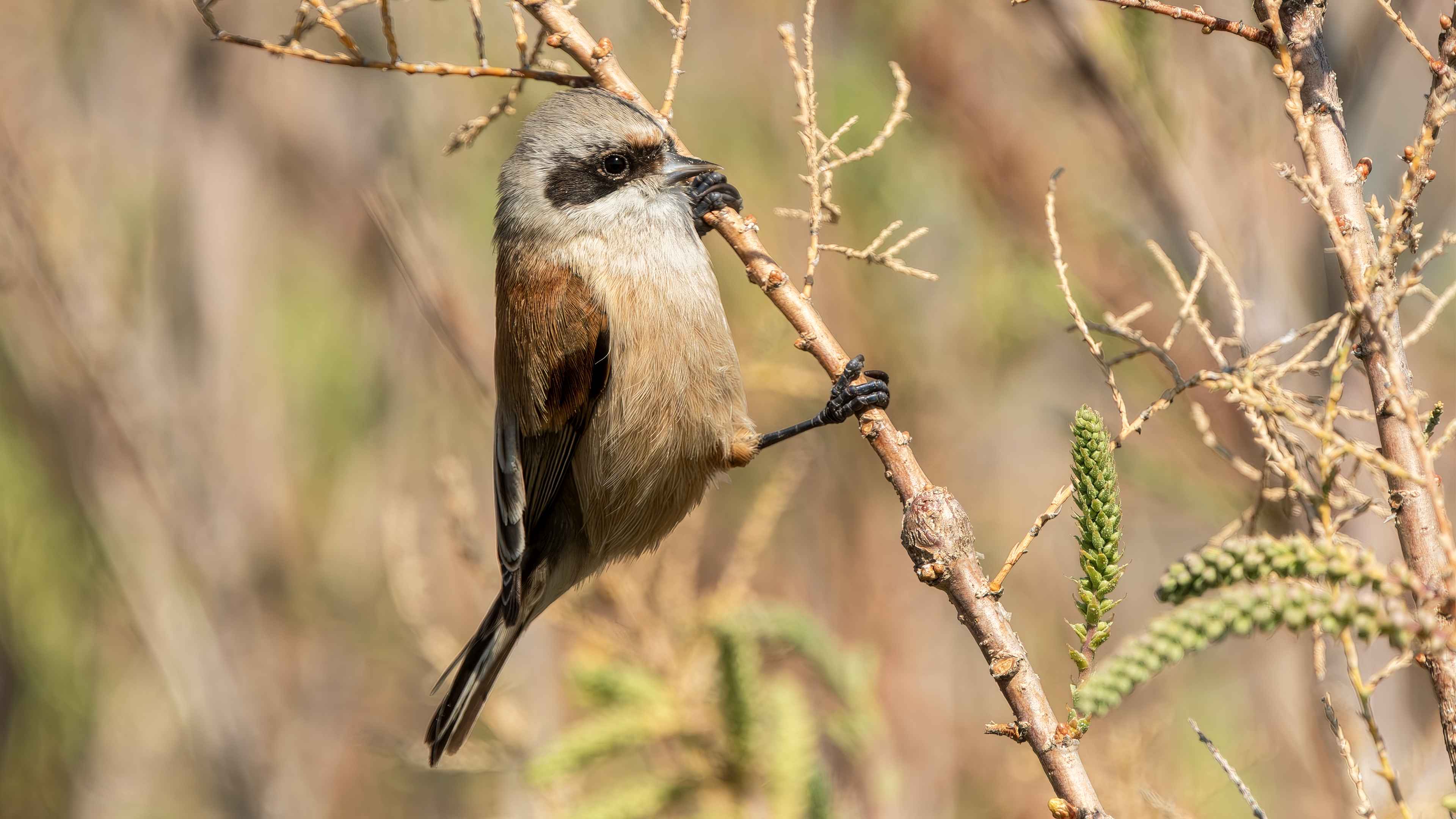 Eurasian Penduline-Tit